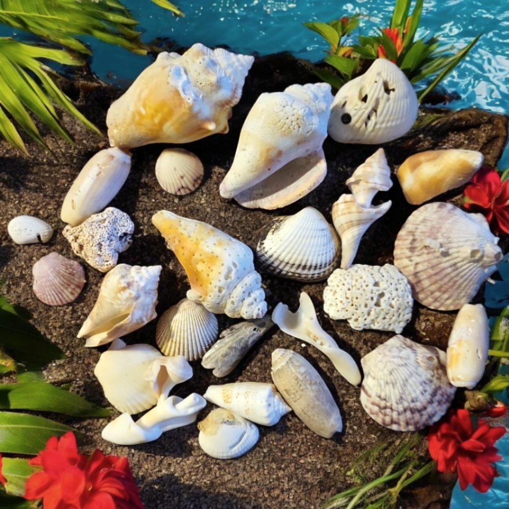 Seashells From South Padre Island Mixed Whole & Interesting Pieces.